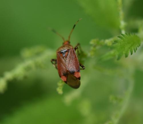 Réf. 184 790 : Deraeocoris olivaceus